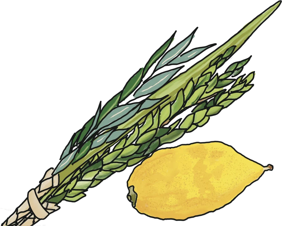 Illustratie: loelav en etrog